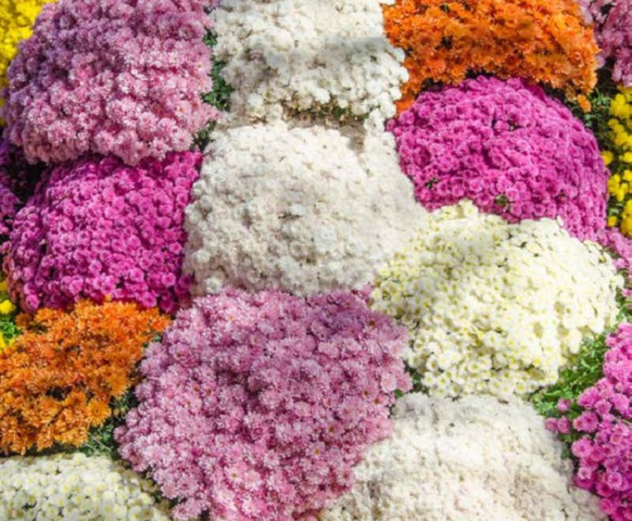 Chrysanthema in Lahr 