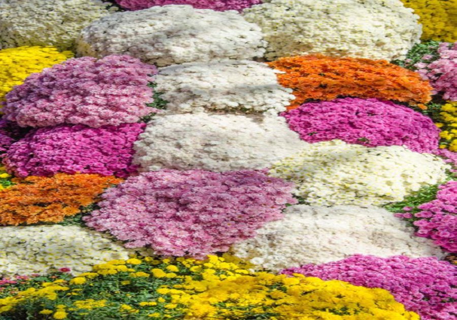Chrysanthema in Lahr 