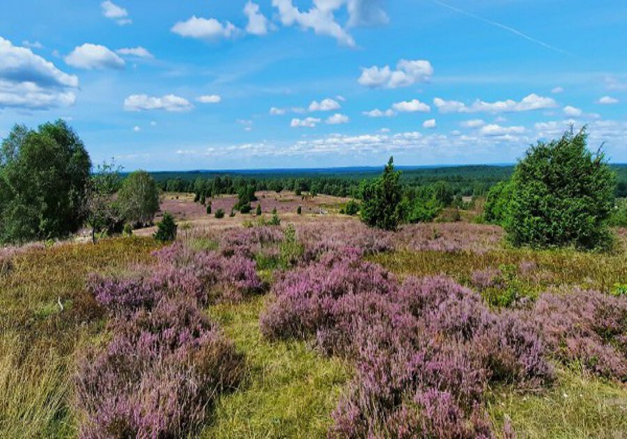 Lüneburger Heide Heideblüte Lüneburger Heide Heideblüte