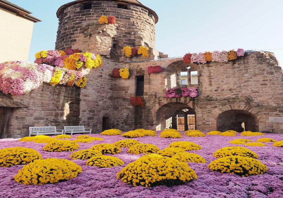 Chrysanthema in Lahr 