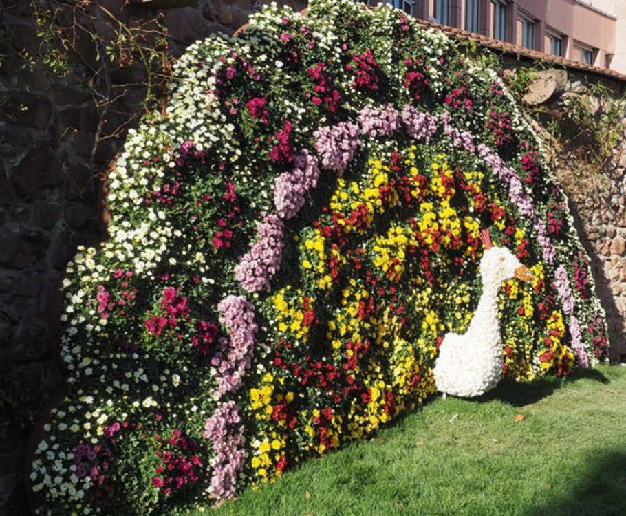 Chrysanthema in Lahr 
